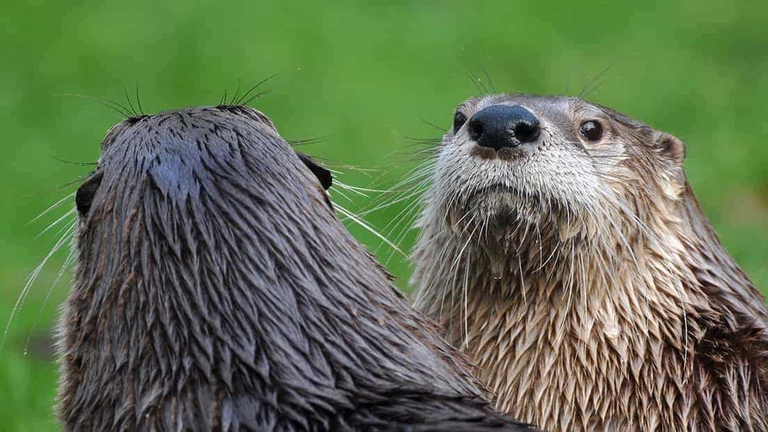 New Forest Wildlife Park & Otter Sanctuary Experience